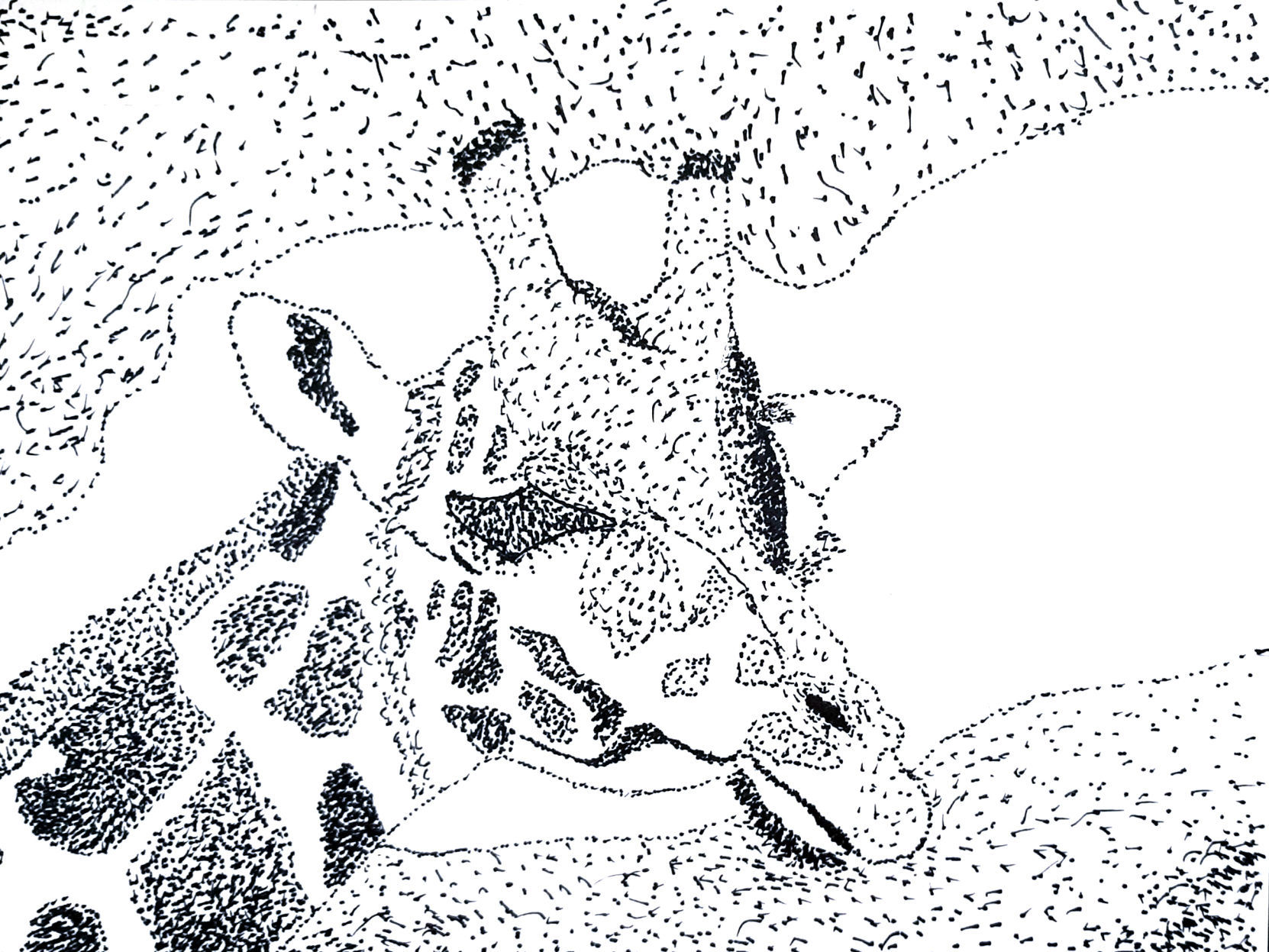 Friendly giraffe